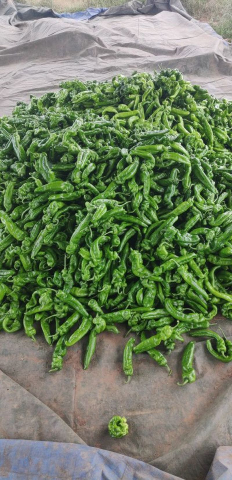 大棚辣椒已经开始大量上市了