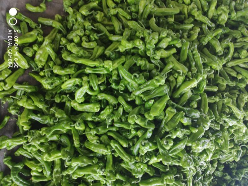 大棚辣椒已经开始大量上市了