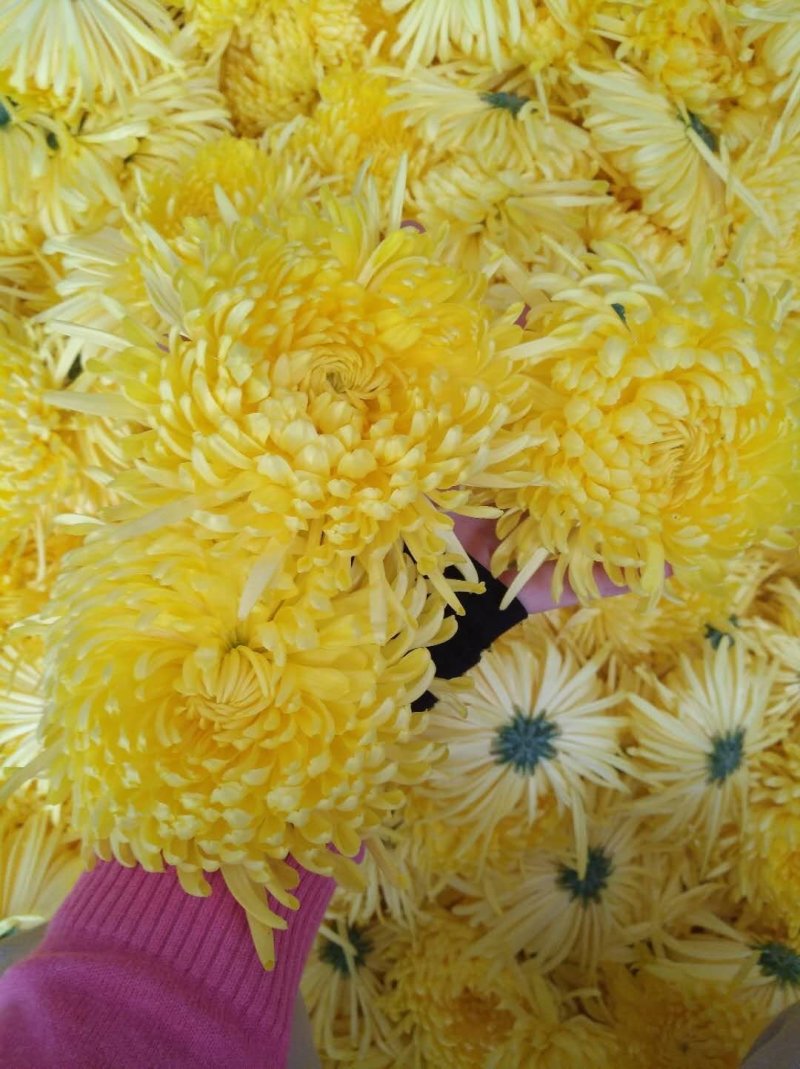 金丝皇菊