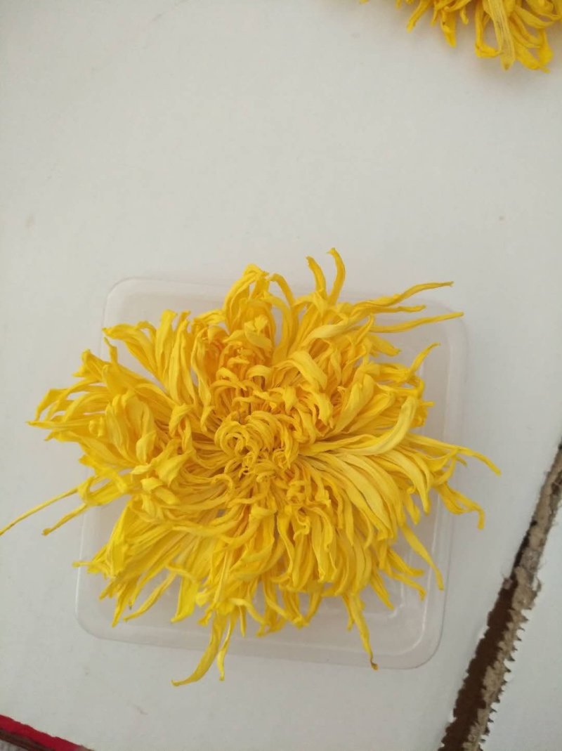 金丝皇菊