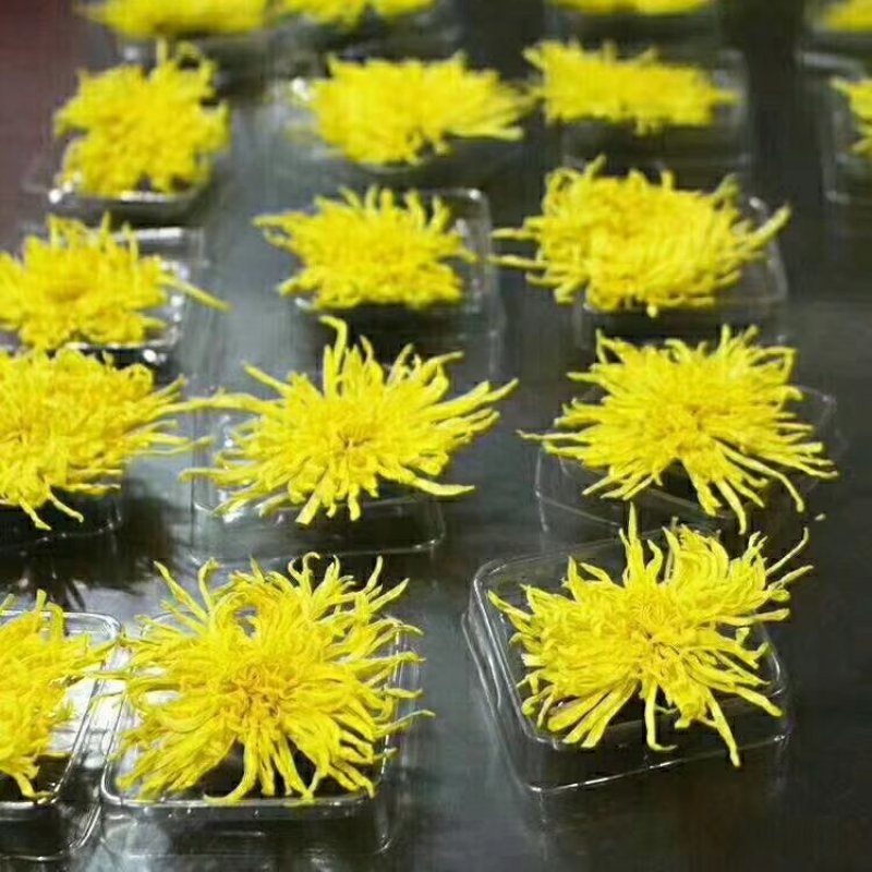 金丝皇菊
