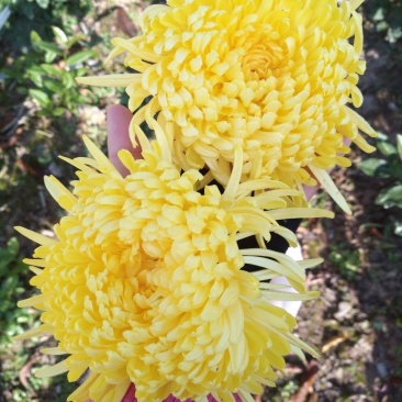 金丝皇菊