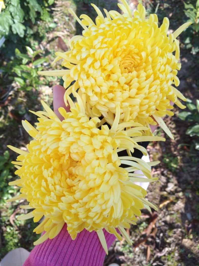 金丝皇菊
