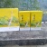 金丝皇菊