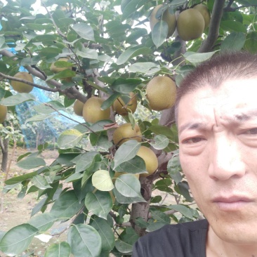好品种大梨，个头大，口感好产量高，想种好苗用我基地好苗