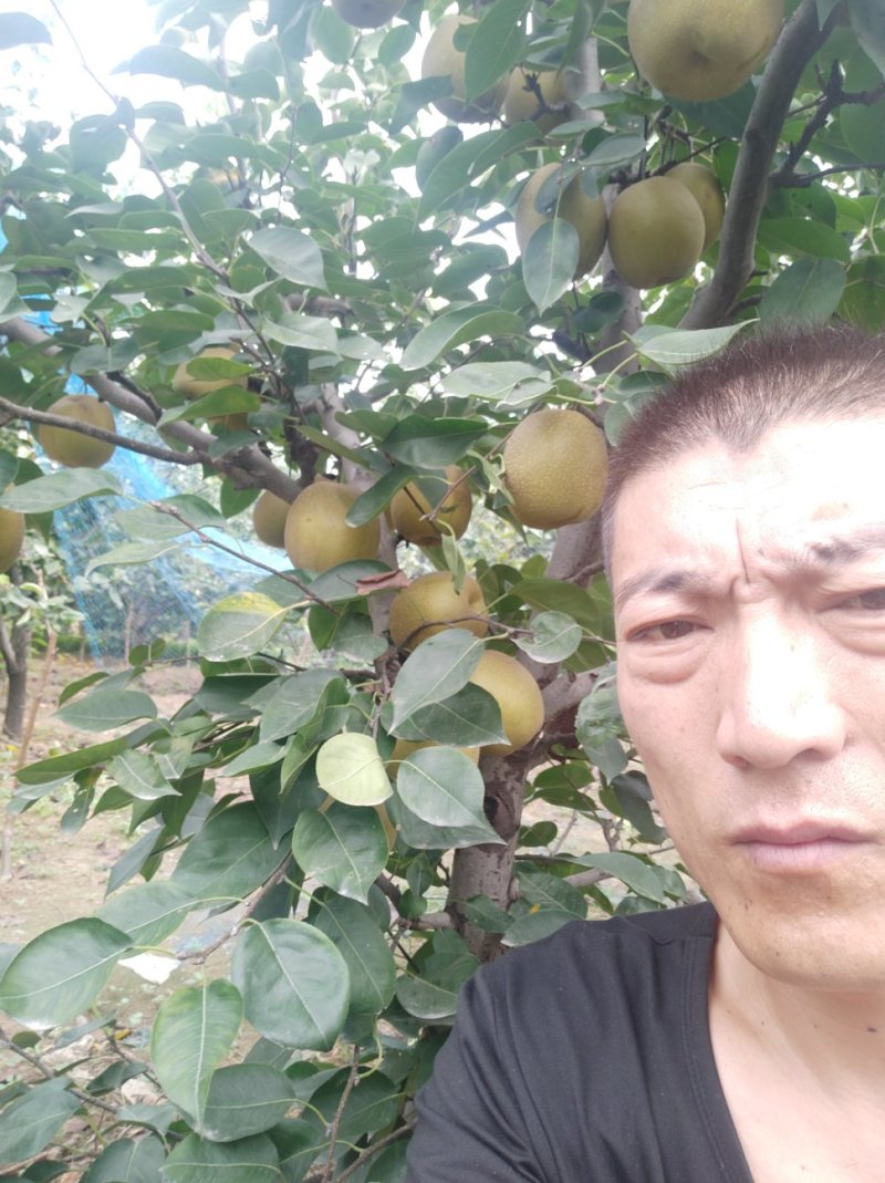 好品种大梨，个头大，口感好产量高，想种好苗用我基地好苗