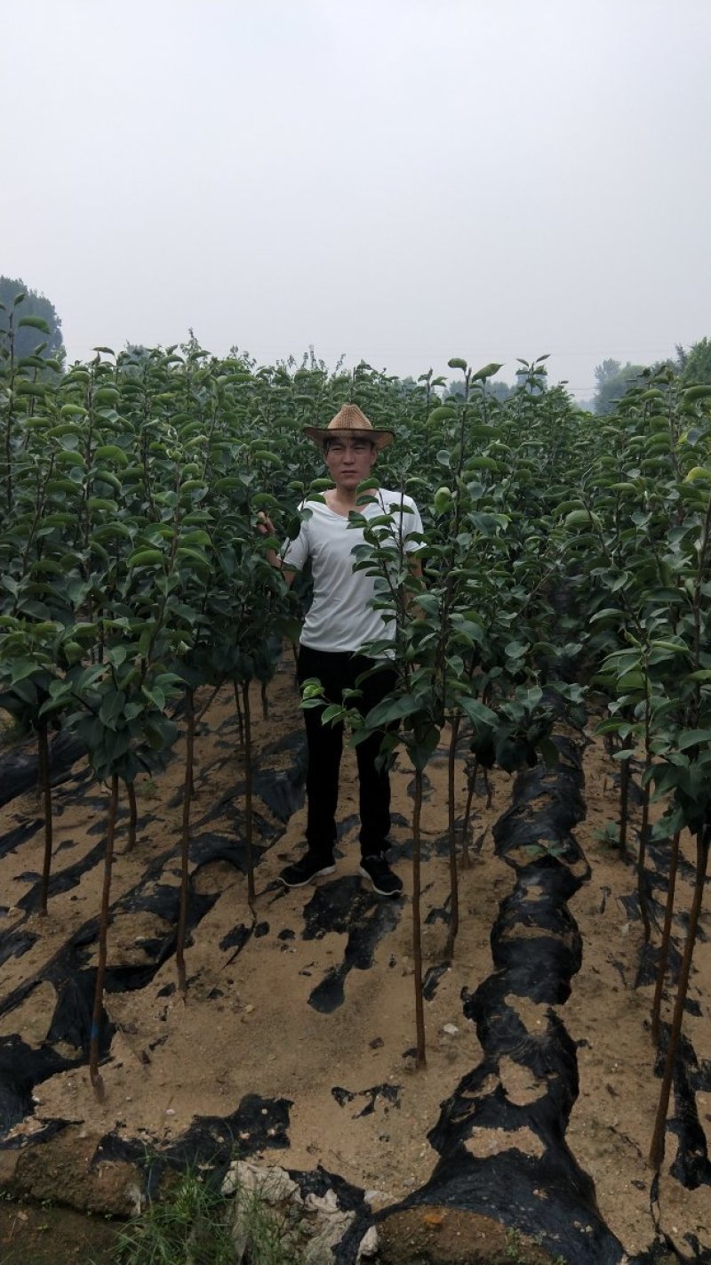 好品种大梨，个头大，口感好产量高，想种好苗用我基地好苗