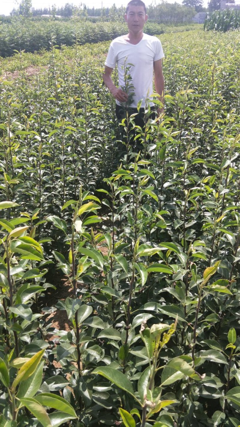 好品种大梨，个头大，口感好产量高，想种好苗用我基地好苗