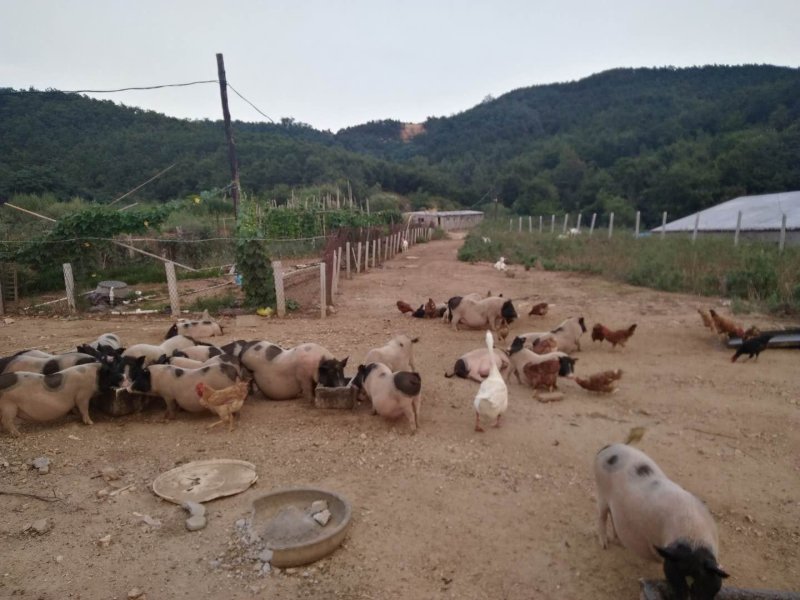 生态散养香猪跑山鸡