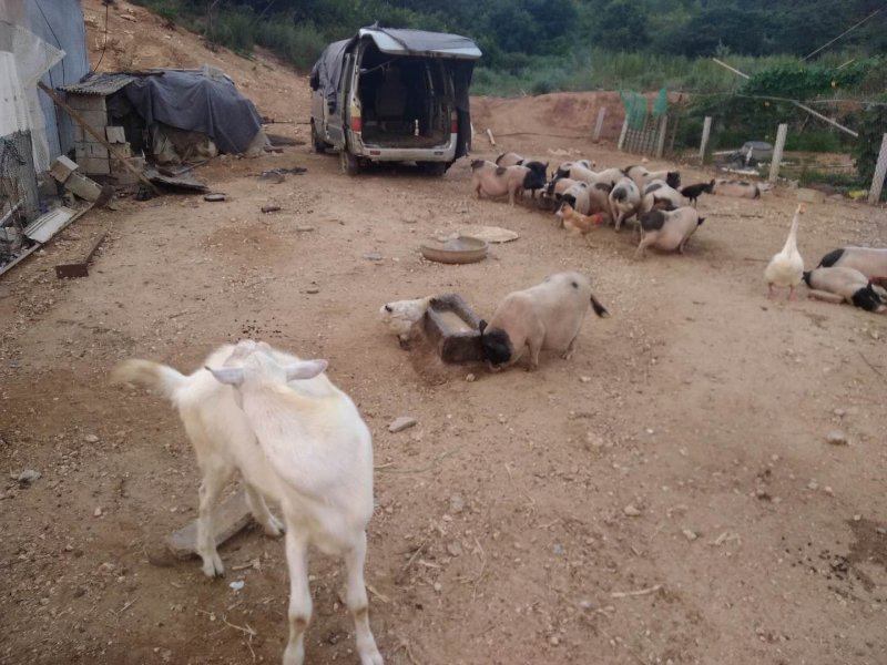 生态散养香猪跑山鸡