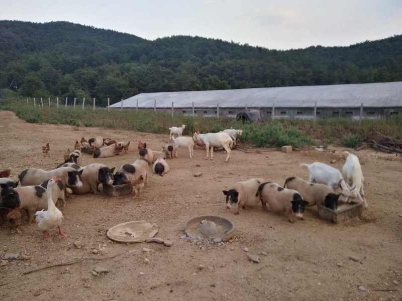 生态散养香猪跑山鸡