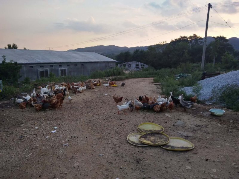 生态散养香猪跑山鸡