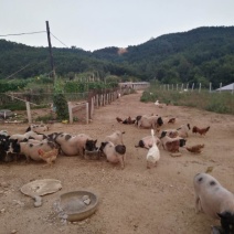 生态散养香猪跑山鸡