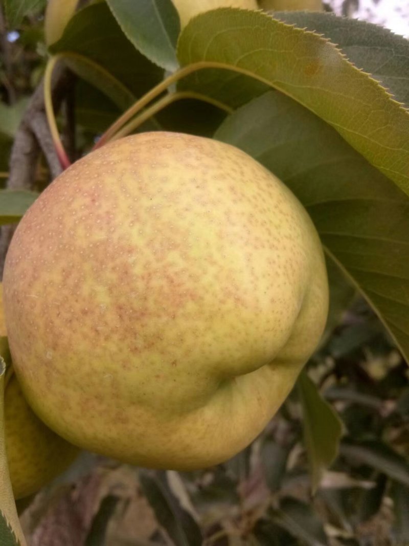 苹果梨