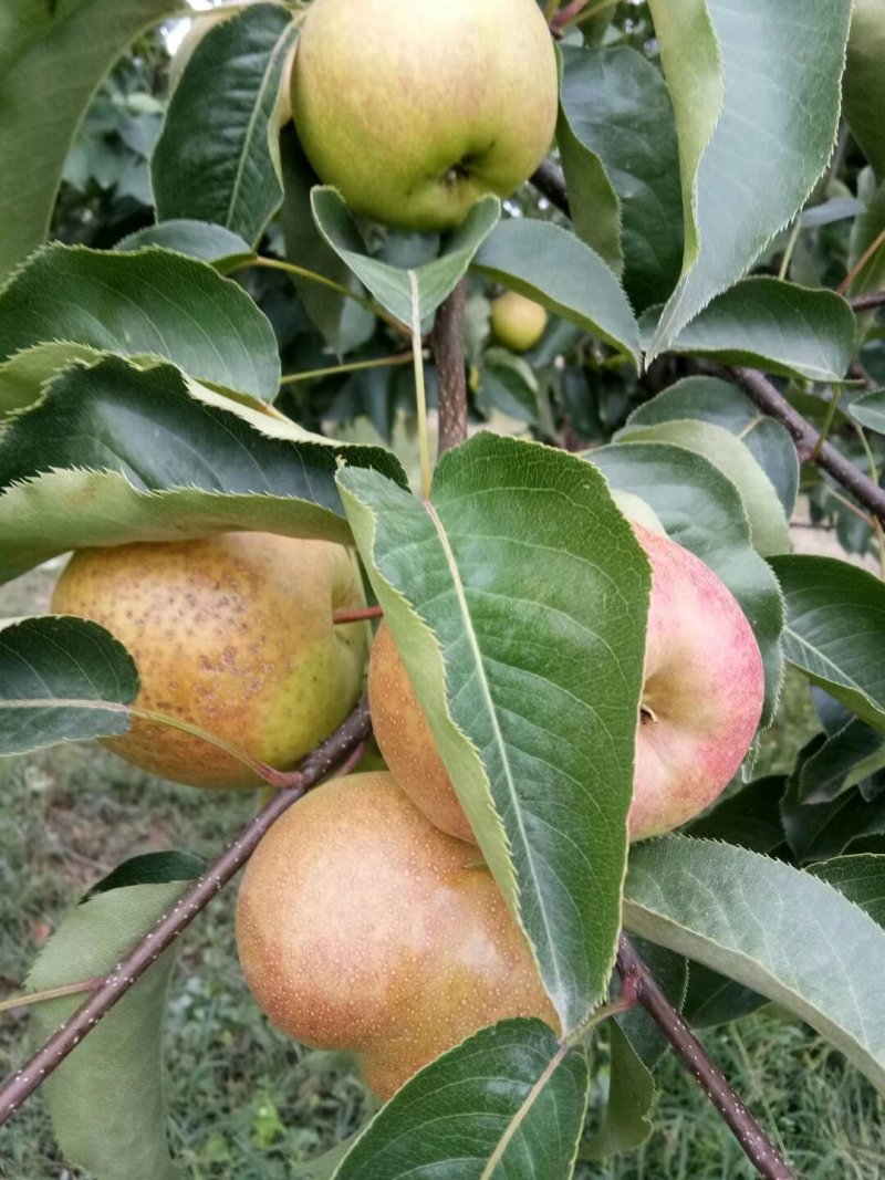 苹果梨