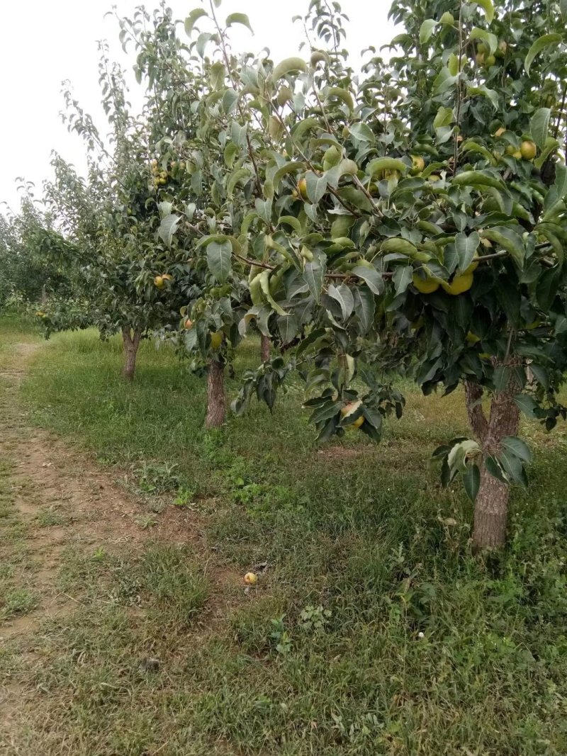 苹果梨