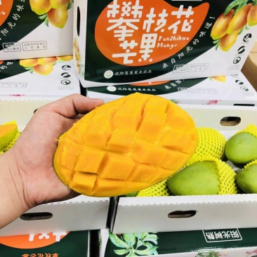 攀枝花树熟芒果