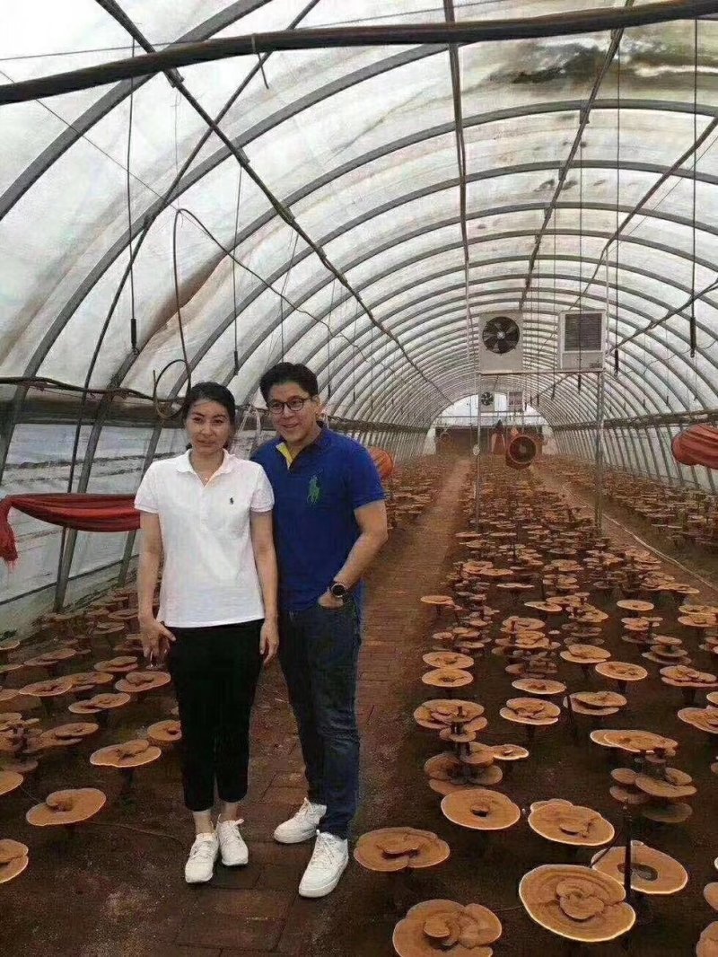 长白山灵芝孢子粉