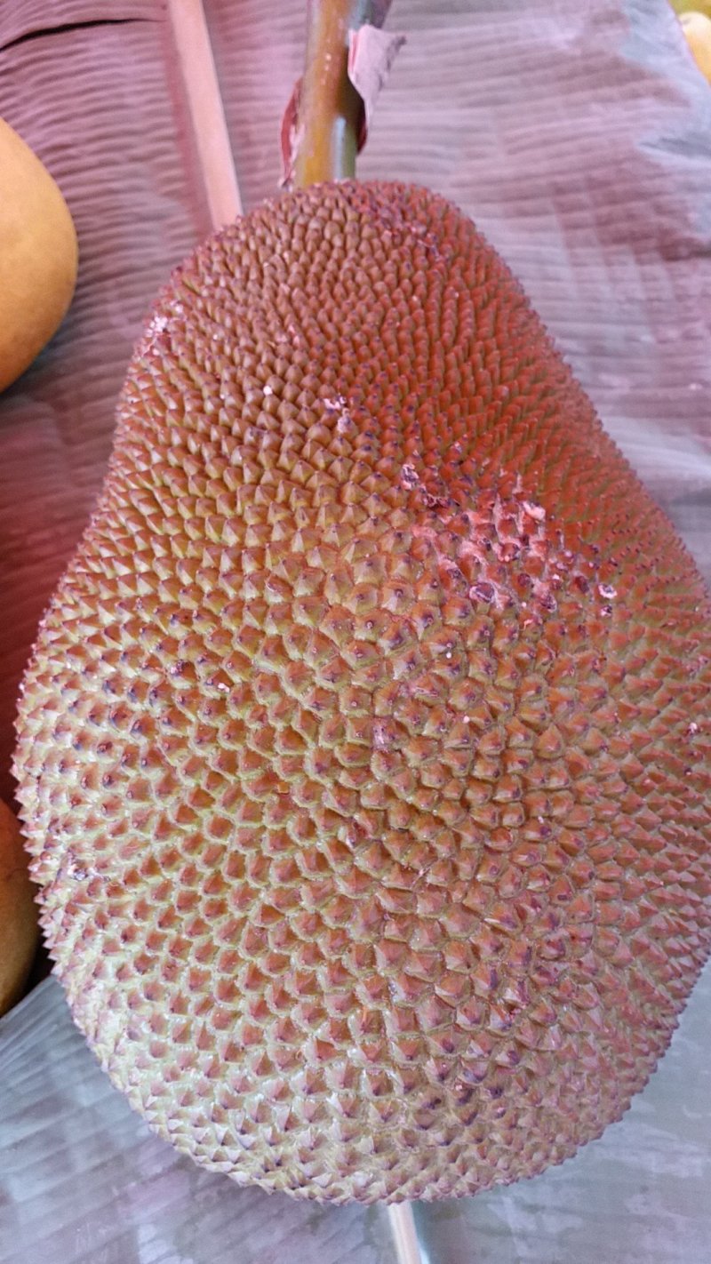 泰国菠萝蜜