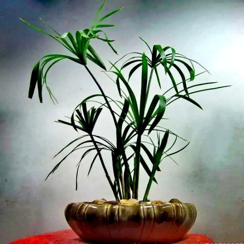 水竹风车草【池中假山或园中河边，水旱都可栽，抗性特强】
