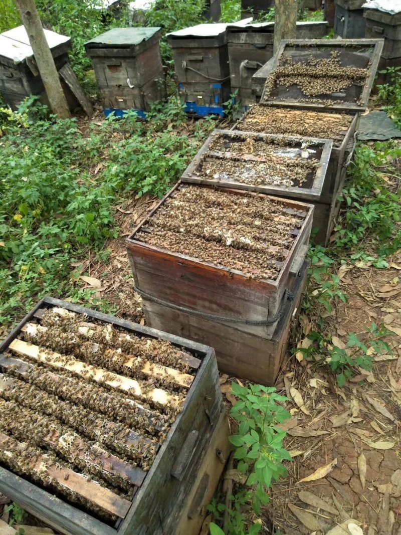 百花蜜营养成分多，易于被人体吸收