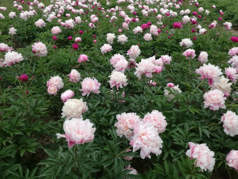 出售芍药苗，观赏芍药切花，芍药分株苗，芍药小苗