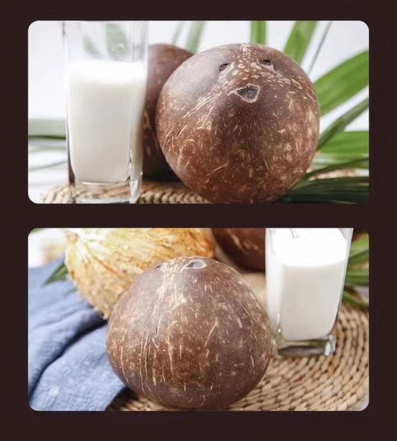 椰子椰皇