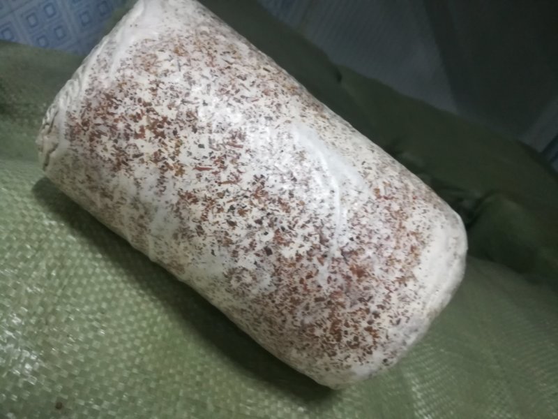 常年供应各种食用菌香菇菌种