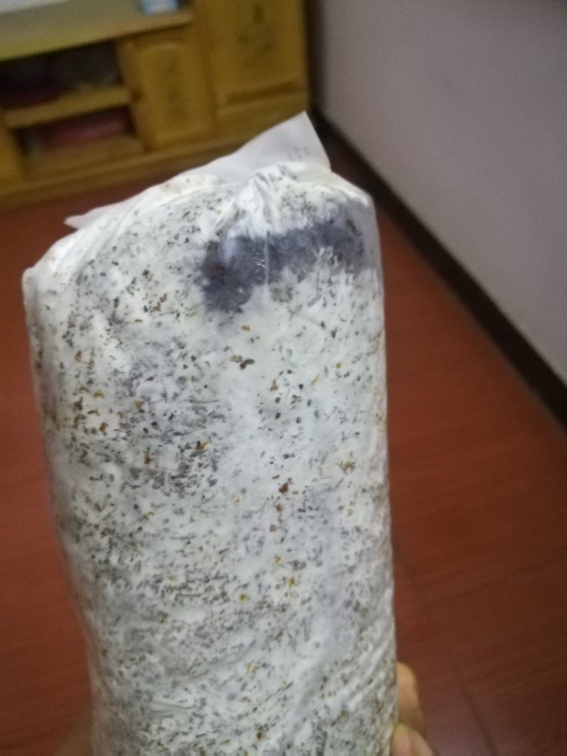 常年供应各种食用菌香菇菌种