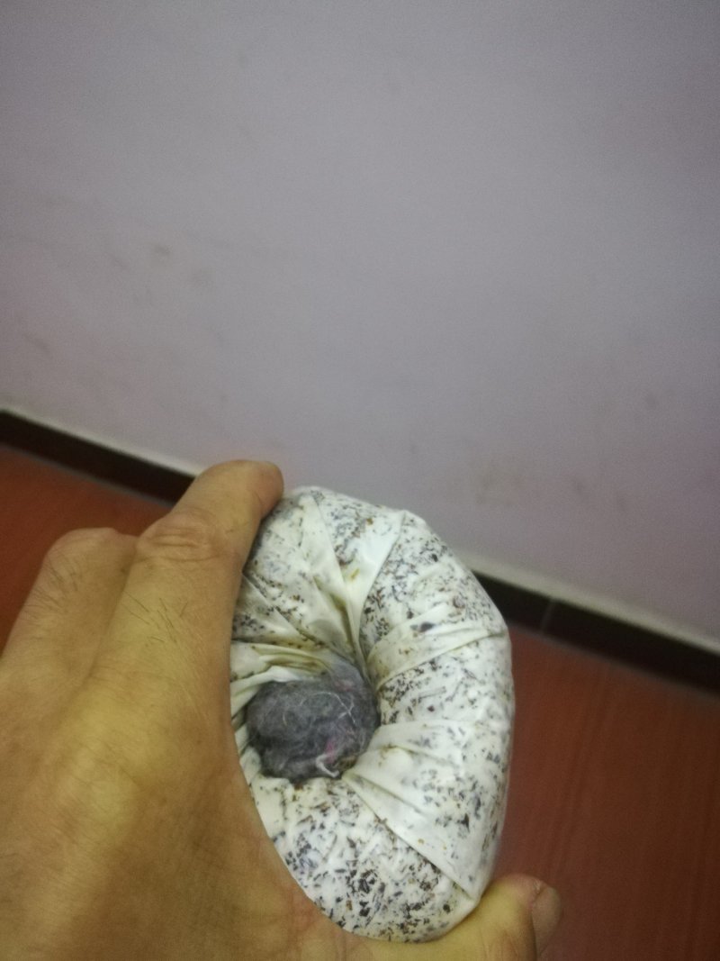 常年供应各种食用菌香菇菌种