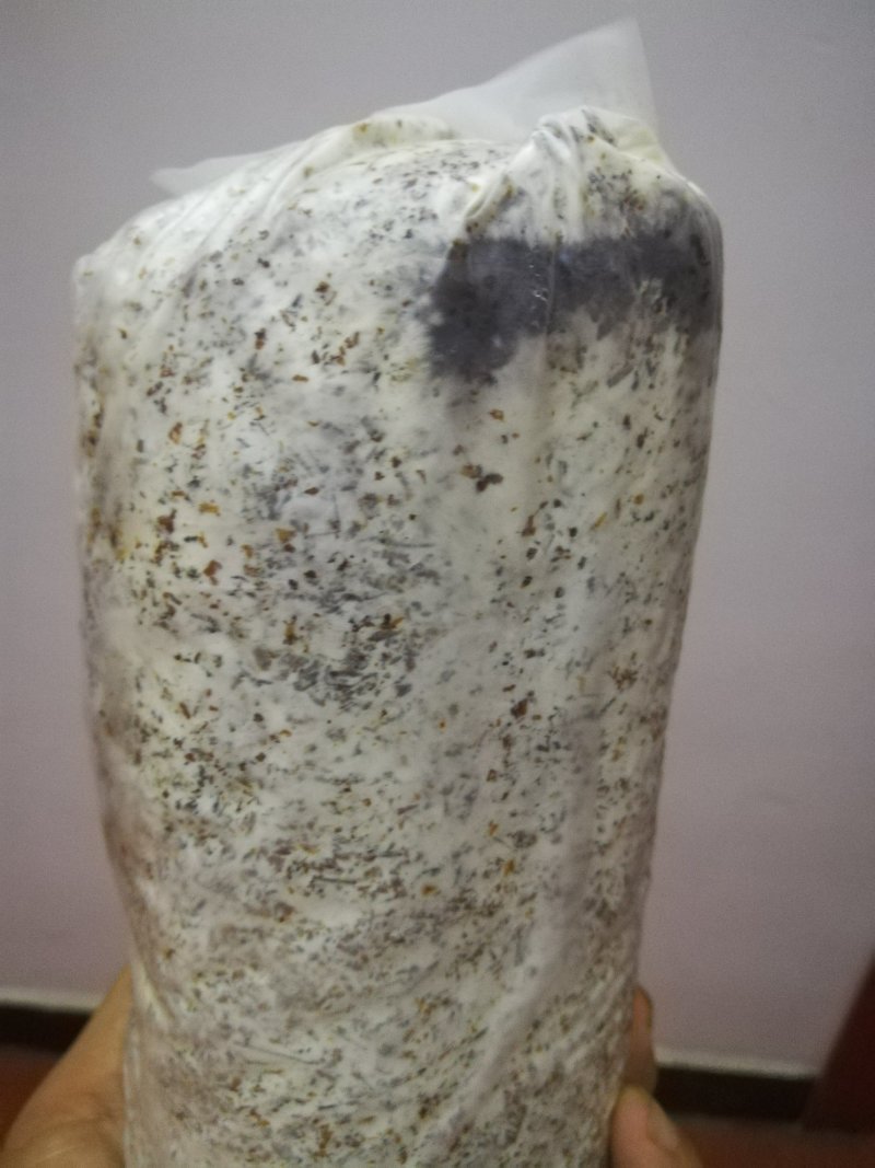 常年供应各种食用菌香菇菌种