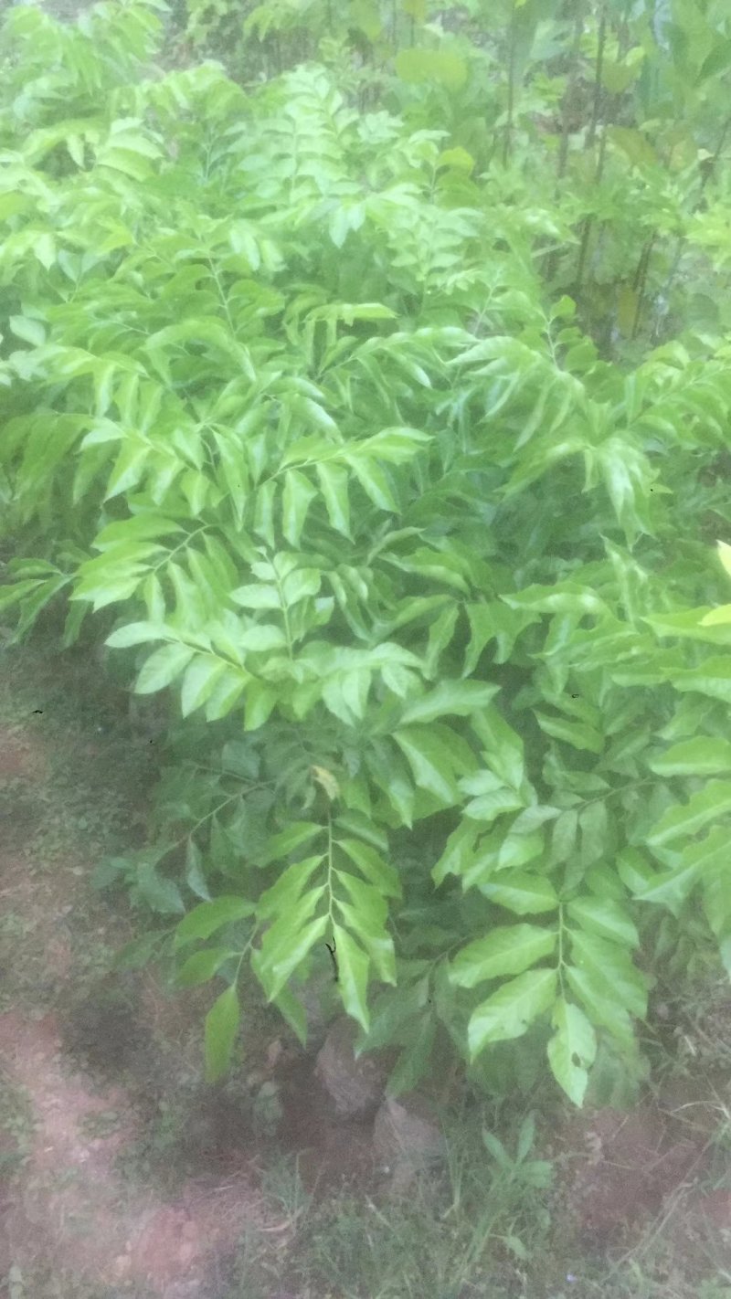 鸡心黄皮苗，黑皮黄皮苗等
