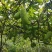 仿野生种植八月瓜，种植，无农药农残