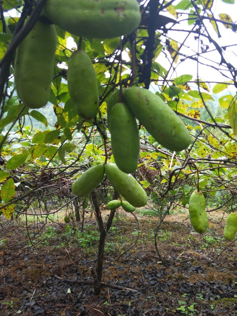 仿野生种植八月瓜，种植，无农药农残