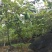 仿野生种植八月瓜，种植，无农药农残