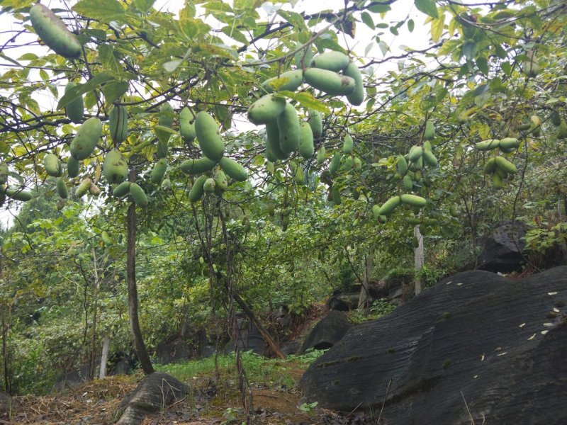 仿野生种植八月瓜，种植，无农药农残