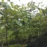 仿野生种植八月瓜，种植，无农药农残