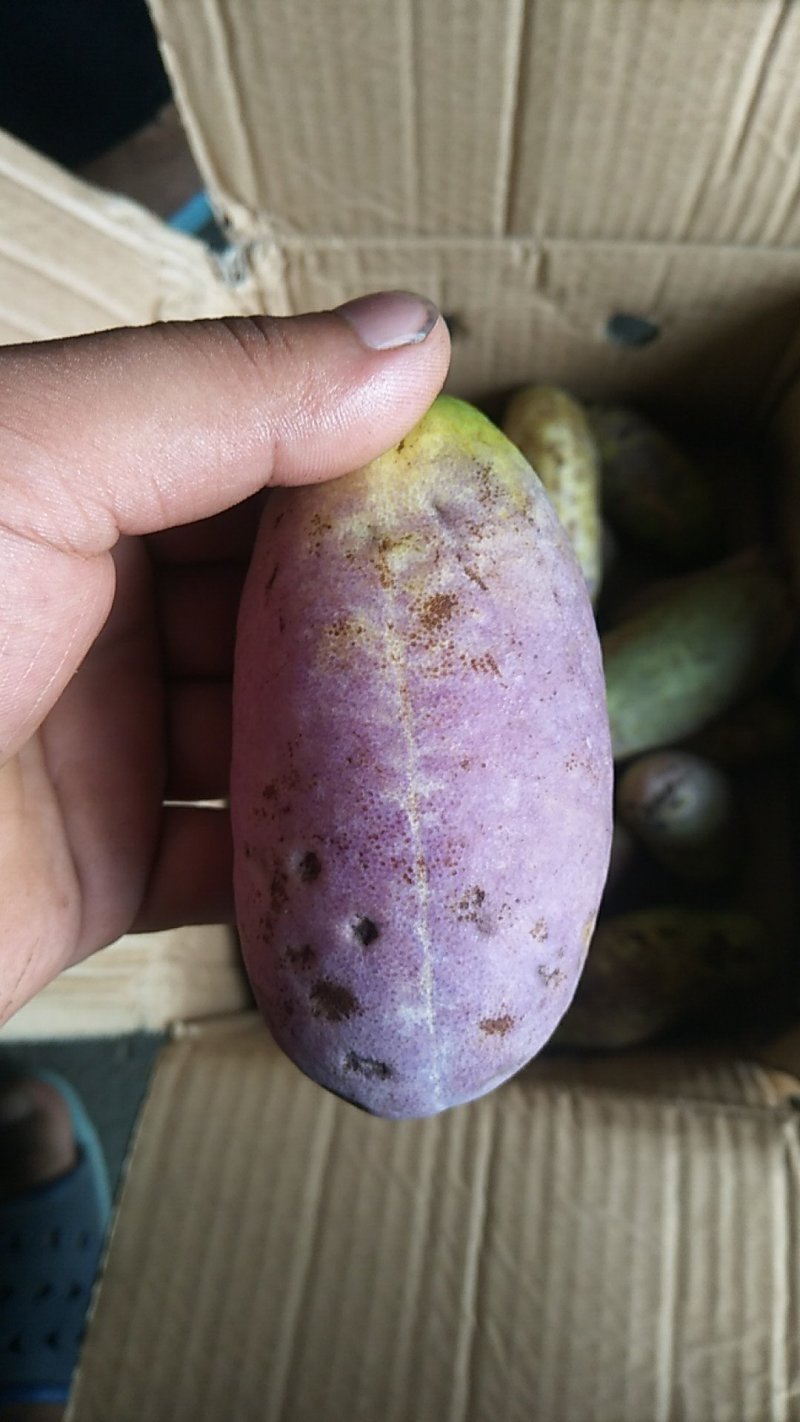 新品种八月瓜现货，现摘现发，仿野生种植
