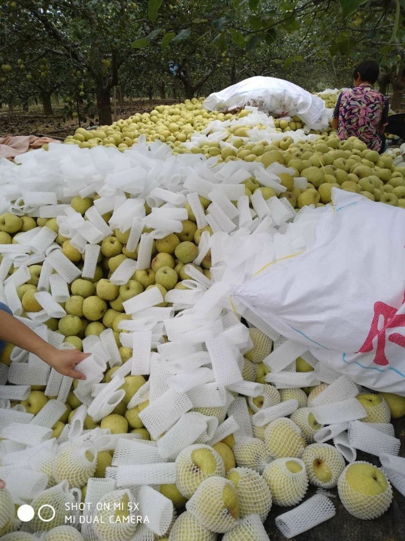 精品砀山梨