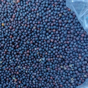 油菜籽