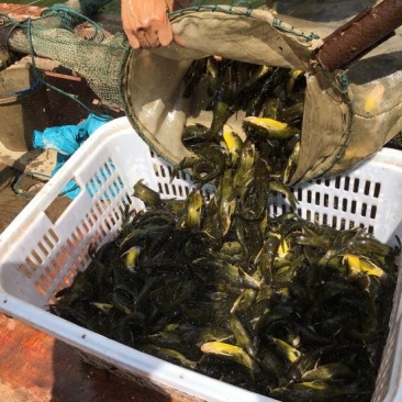 黄颡1~3两人工养殖