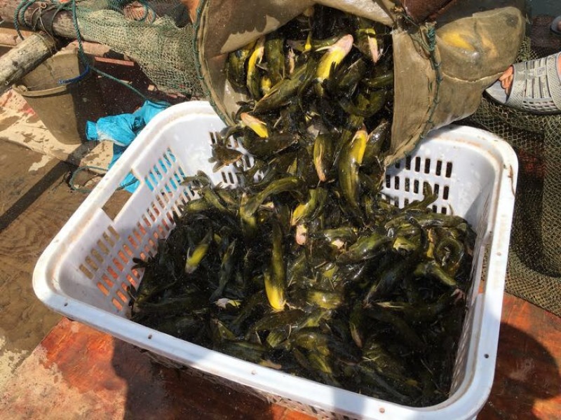 黄颡1~3两人工养殖
