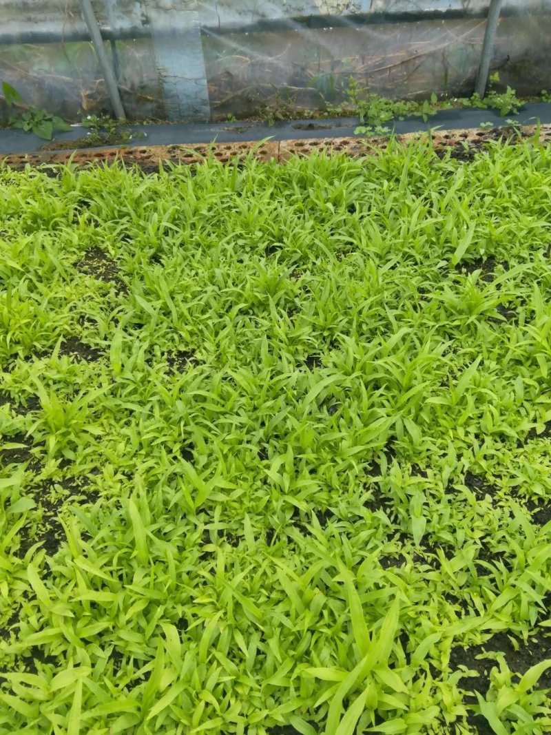 紫花大白芨
