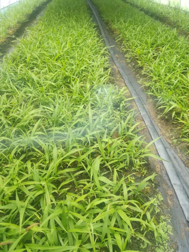 紫花大白芨