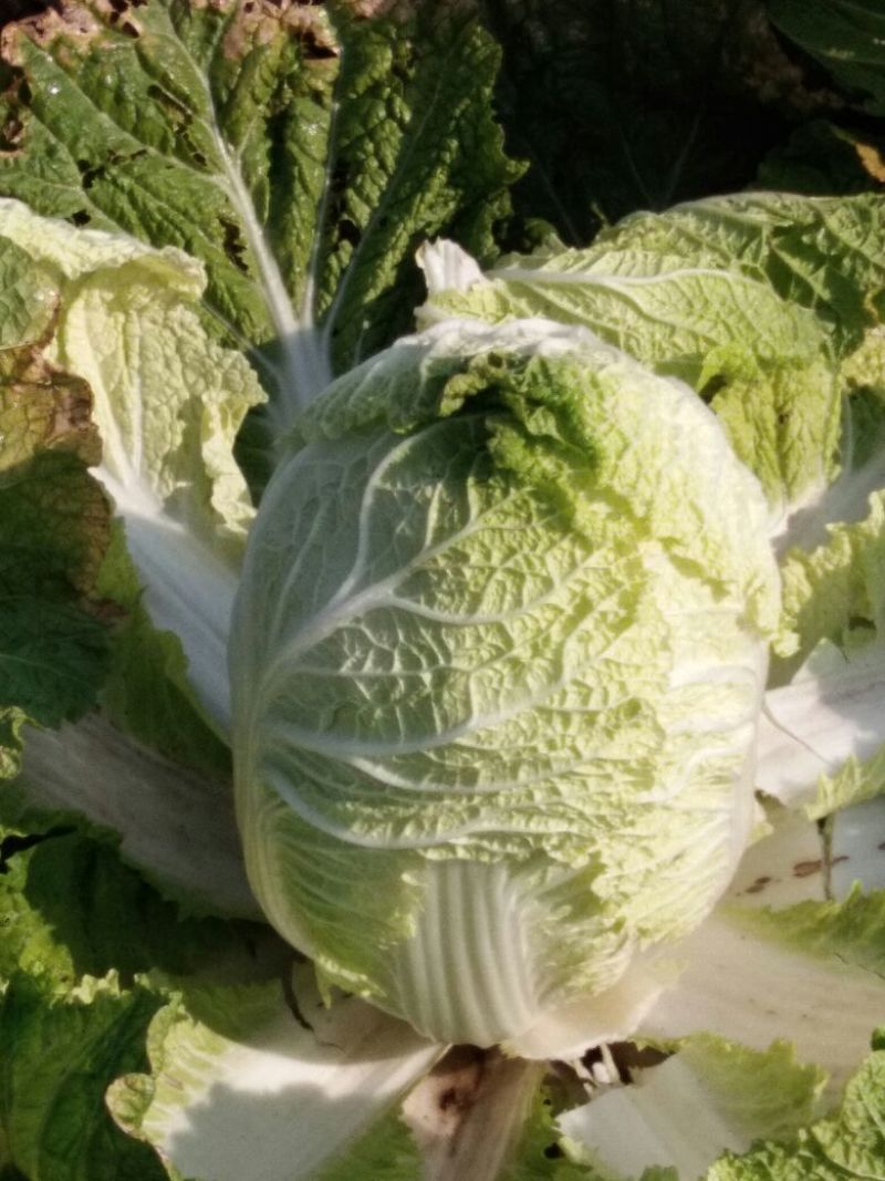 黄心秋宝白菜口感好棵好看