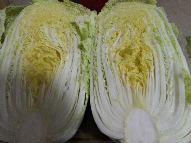 黄心秋宝白菜口感好棵好看