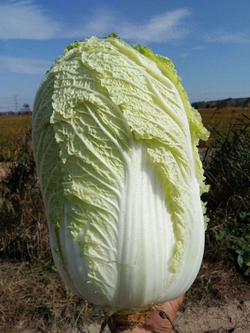 黄心秋宝白菜口感好棵好看