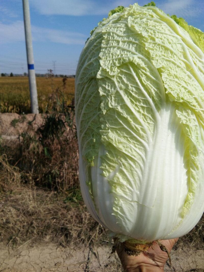 黄心秋宝白菜口感好棵好看