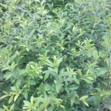 苍术