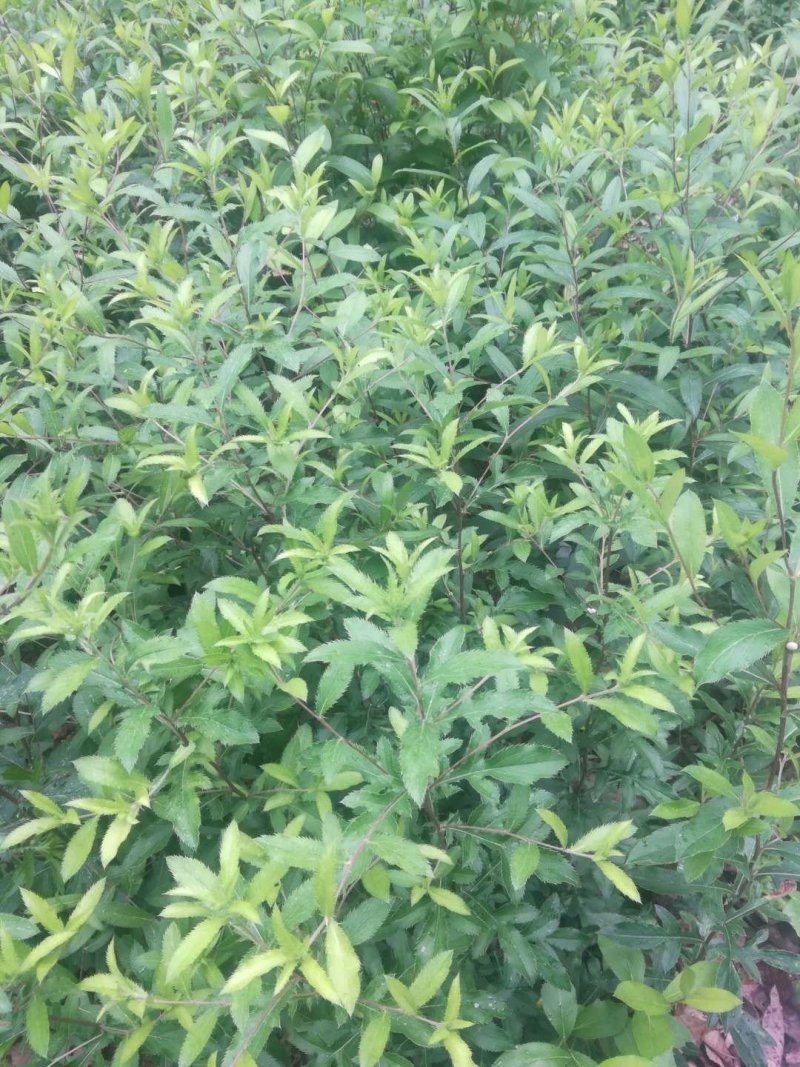 苍术